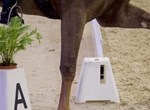 2e tussenstand selectie paarden outdoor kampioenschappen Noord-Holland 2022